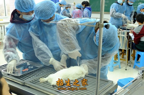 動物手術(shù)