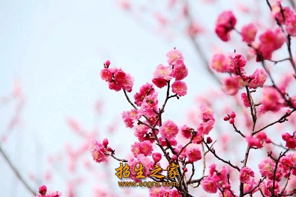 校園環(huán)境
