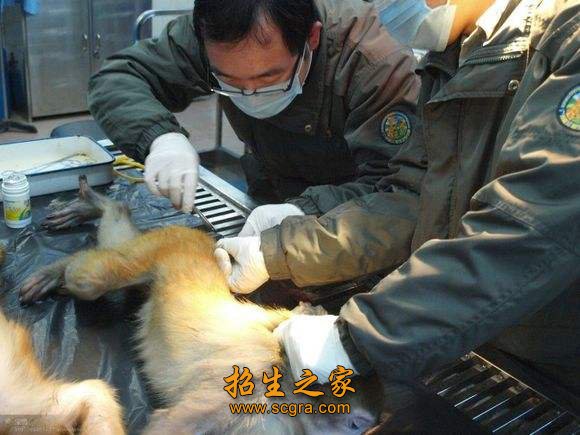 寵物護理