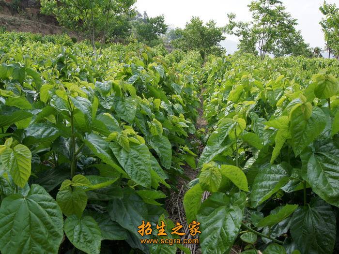 桑樹(shù)林