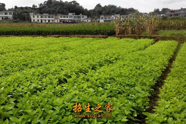 平原地帶桑樹(shù)