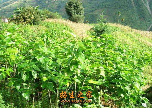 種在山上的桑樹(shù)
