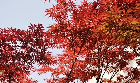 揚(yáng)州中專，揚(yáng)州高等職業(yè)技術(shù)學(xué)校，簡(jiǎn)介，專業(yè)